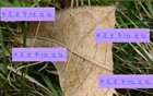申花隊(duì)能否足協(xié)杯勝出？陳晉一、米內(nèi)羅及特謝拉助陣。